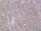 IL-10 Polyclonal Antibody